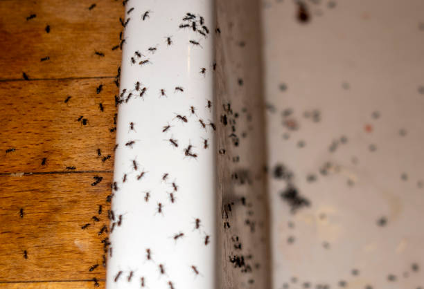 Pest Control for Restaurants in Rockport, TX