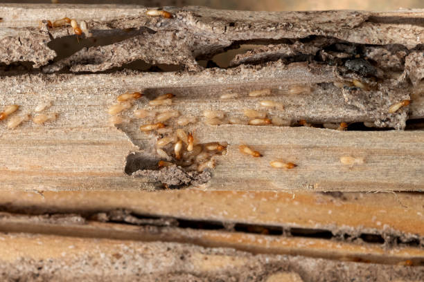 Best Pest Control Treatment  in Rockport, TX